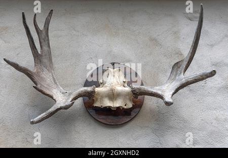 Elk antlers on the wall at a forester's lodge, Bavaria, Germany Stock Photo