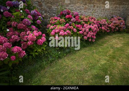 Hydrangea (Hydrangea macrophylla Hamburg), Cotes-d'Armor, Brittany, France Stock Photo