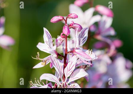 Diptam (Dictamnus albus) in a botanical garden Stock Photo