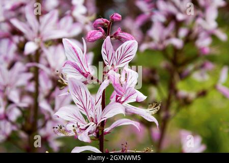 Diptam (Dictamnus albus) in a botanical garden Stock Photo