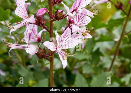 Diptam (Dictamnus albus) in a botanical garden Stock Photo