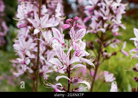 Diptam (Dictamnus albus) in a botanical garden Stock Photo