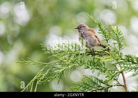 Young willow warbler (Phylloscopus trochilus) Stock Photo