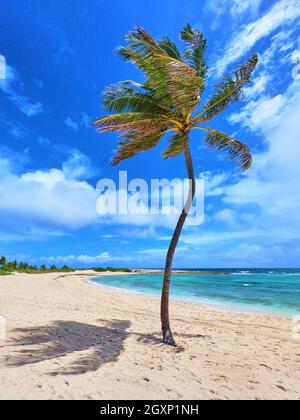 Vertical of single palm tree on sandy white beach against blue tropical ocean and blue sky Stock Photo