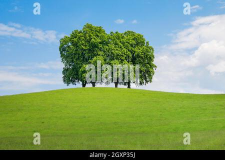 4 large lime trees on hill in green field, Gossau St. Gallen, Switzerland Stock Photo