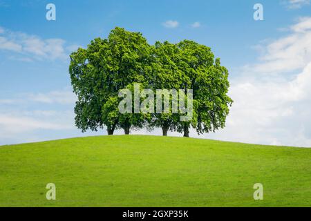 4 large lime trees on hill in green field, Gossau St. Gallen, Switzerland Stock Photo