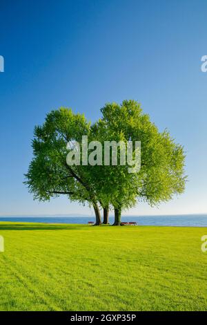 Benches under a large silver maple tree on the shore of Lake Constance near Arbon in Thurgau, Switzerland Stock Photo