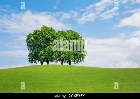 4 large lime trees on hill in green field, Gossau St. Gallen, Switzerland Stock Photo