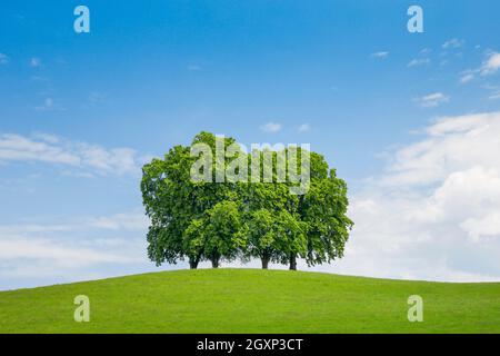 4 large lime trees on hill in green field, Gossau St. Gallen, Switzerland Stock Photo