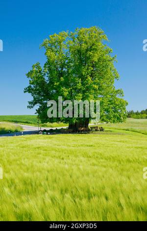 Linn lime tree, old lime tree stands on the path next to wheat field, blue sky, Linn, Canton Aargau, Switzerland Stock Photo
