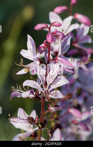 Diptam (Dictamnus albus) in a botanical garden Stock Photo