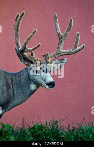 Vertical close-up of large deer and beautiful antlers in suburban area against red wall background Stock Photo