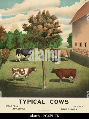Typical Cows Stock Photo