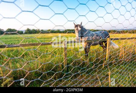 Grazing in a field at sunrise bathed in sunlight ,walks over and looks inquisitively. Stock Photo