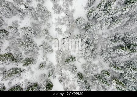 Narrow stream in the middle of snowy forest from above. Aerial view of small river surrounded by beautiful frozen pine trees. Beautiful winter landsca Stock Photo