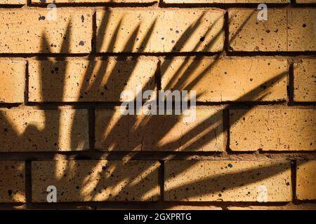 Leaf Shadows On Yellow Brick Wall Face Stock Photo