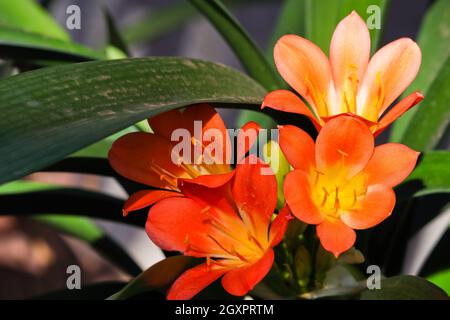 Vibrant Blooming Bush Lily Flowers (Clivia miniata) Stock Photo