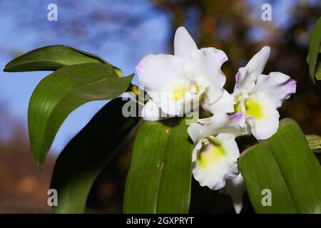 Dendrobium Lucky Girl Orchid Flowers On Leafy Stem Stock Photo
