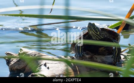 A red-eared slider (Trachemys scripta elegans) turtle (or terrapin) sunbathes on a branch in Haskell Creek in Woodley, California USA Stock Photo