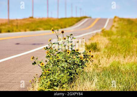 Detail of yellow flowers growing next to desert road Stock Photo