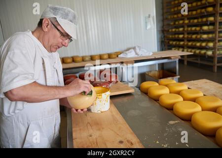 Cheese maker preparing  goat and cow  cheese wheels during the aging process in local food production factory Stock Photo