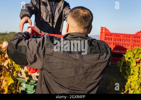 Two Men harvesting grapes in the vineyard in autumn holding a box full of grapes to load it on the tractor in autumn day real people agriculture conce Stock Photo