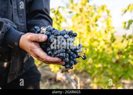 Close up on hands of unknown man holding a bunch of red grapes in vineyard copy space side view Stock Photo