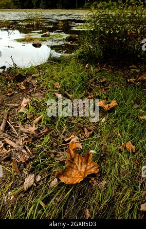 Tranquil speedwell lake park in Morristown, NJ falling leaves as Autumn approaches Stock Photo