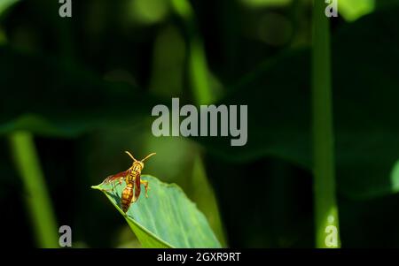 Yellow and black wasp on a green leaf. The wasp is resting in a tree. In a forest on Bangladesh. Stock Photo