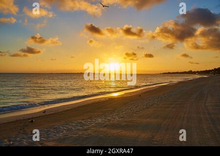 Sunset or sunrise on sandy beach by ocean with golden glow and seagull Stock Photo