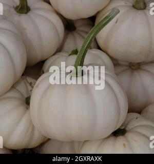 Pile of seasonal mini white pumpkins at local farmers market Stock Photo