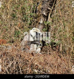 Grey langur monkey sitting in the bush. Scene near Lama Hotel, Langtang National Park, Nepal. Stock Photo