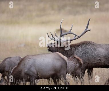 Rocky mountain bull elk bugles with broken point during the fall rut Rocky mountains Colorado, USA Stock Photo