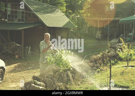 Senior gardener watering the plants using a rubber hose in sunset Stock Photo