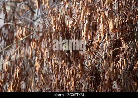 Orange-crowned warbler (Vermivora celata) looking down with curiousity from behind icy, dead leaves on a tree Stock Photo
