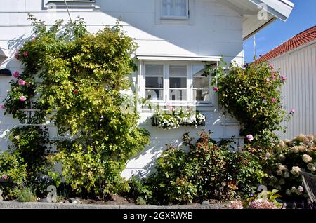 White House with climbing roses in Bovallstrand on the western coast of Sweden Stock Photo