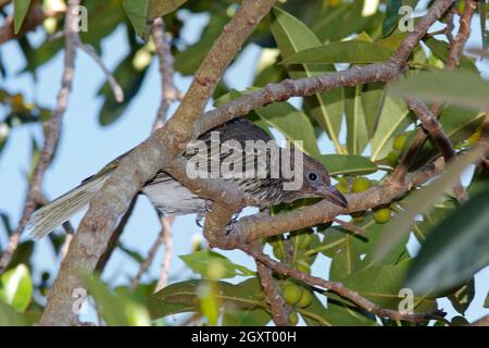 Female Australasian Figbird, Sphecotheres vieilloti. Also known as the Green Figbird. In a figtree. Coffs Harbour, NSW, Australia Stock Photo