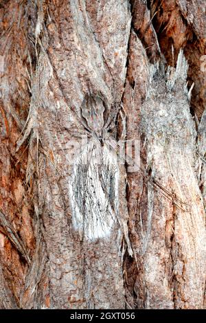 Two Tailed Spider,Tamopsis fickerti. Female guarding egg sac. Coffs Harbour, NSW, Australia Stock Photo