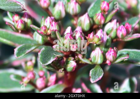 Tiny pink closed blossom buds on a sedum plant. Stock Photo