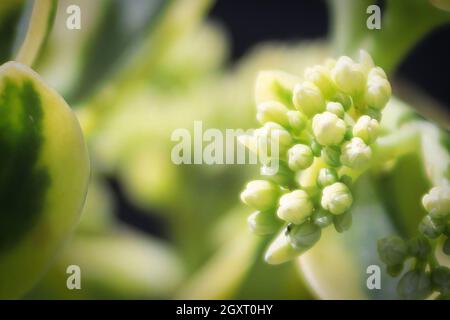 A background macro of forming buds on a sedum. Stock Photo