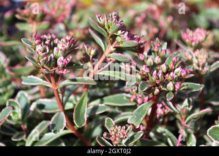 Tiny pink buds on a variegated sedum plant. Stock Photo