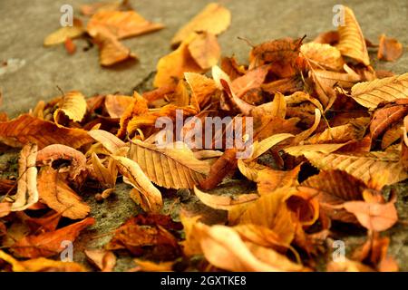 autumal painted leaves on a street in a heap Stock Photo