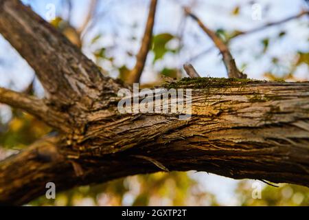 Macro detail of fall tree trunk and bark with golden glow from sun Stock Photo