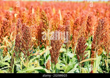 Millet and sorghum smart farmer grain vertical Stock Photo - Alamy