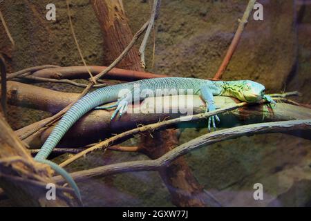 green lizard lying on wooden branch in zoo. green lizard sleeps in terrarium. Close-up face of a sleeping lizard. reptile in zoo Stock Photo
