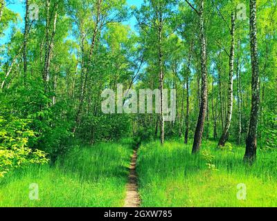 Footpath through park in spring. Green spring forest with path. Running along forest path. Walkway in the spring wood. Beautiful forest path among gre Stock Photo
