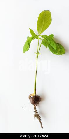 Chestnut seed with sprouted trunk and leaves. Greening the planet. Ecological concept. Chestnut seedling. Botany. Chestnut tree sapling with root on w Stock Photo