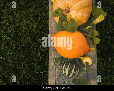 Various types of edible and decorative pumpkins on a rustic bench against a background of green grass. Copy space, Stock Photo