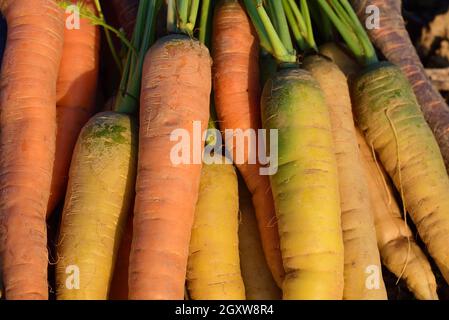 A bunch of freshly harvested, differently colored carrots lie on fresh earth in the field in the evening sun Stock Photo