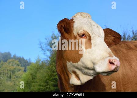 Close-up of a brown and white spotted cow standing in a pasture against a blue sky, in front of trees Stock Photo